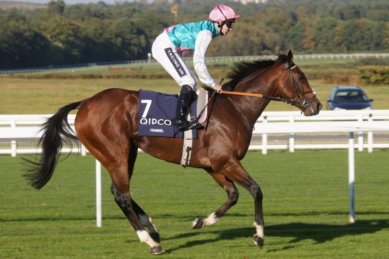 Frankel, number 7 with a QIPCO saddlecloth, canters on the turf with his jockey in pink cap and teal silks, autumn trees behind (2011).