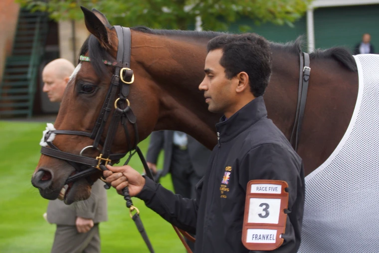 A groom wearing a “Race Five, 3, Frankel” armband leads the bay racehorse Frankel by the bridle (2012).