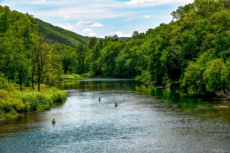 Three anglers wade a broad, sunlit river between green wooded hills in late spring (2024). Delaware River at Deposit, New York, western edge of the Catskills, shown for Fly Fishing in the Catskills in the season calendar of The Mansa Court