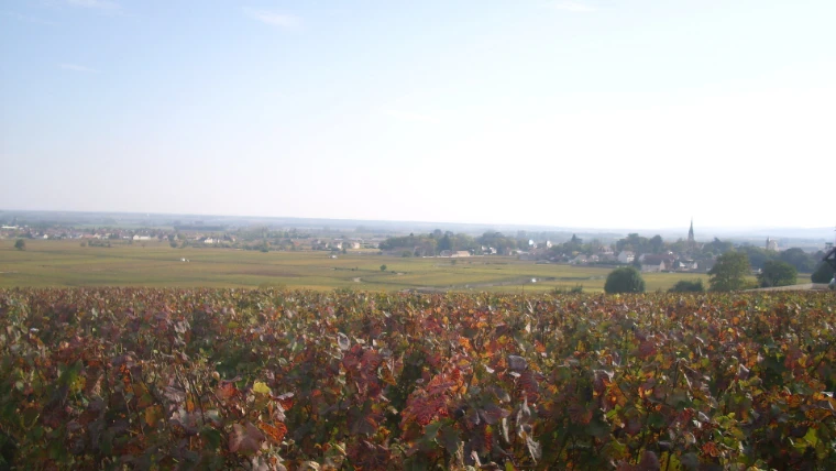 Vines turned red and gold in mid-October fill the foreground, with the village of Meursault and its church spire on the plain beyond (2009).