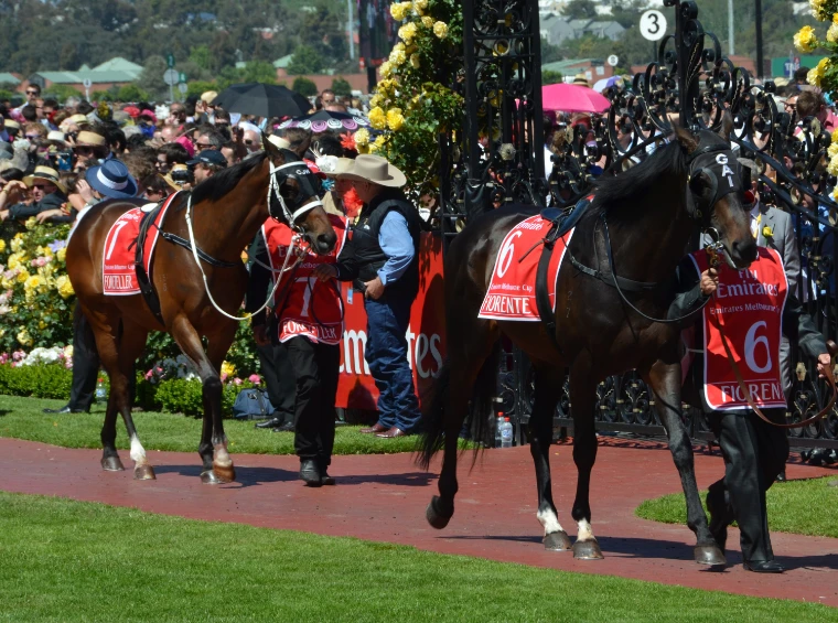 Fiorente, followed by Foreteller, led round the Mounting Yard before the Melbourne Cup, among roses and racegoers (2013).