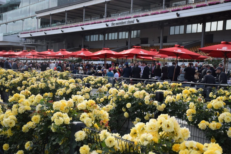 Beds of yellow roses along the rail of the Mounting Yard on Cup Day, with red umbrellas and the members’ stand beyond (2015).