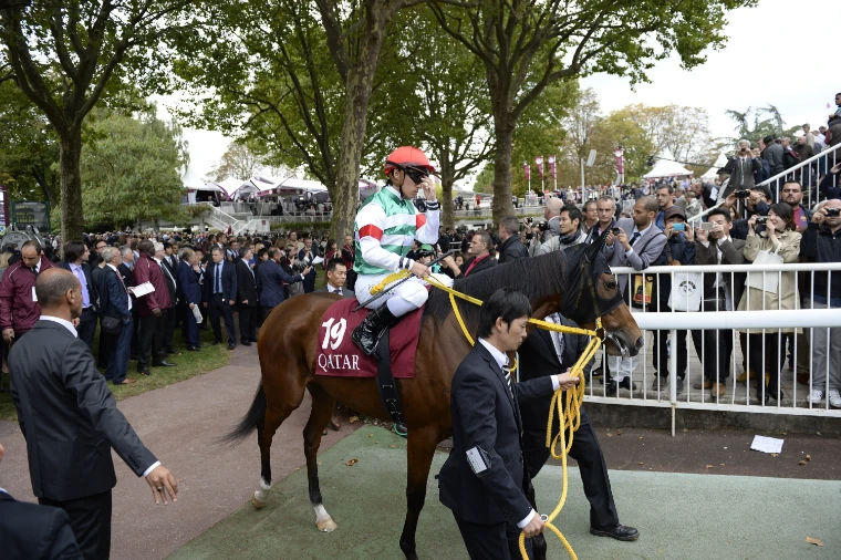 A bay racehorse numbered 19, its jockey in green and white silks, led around the paddock on a yellow lead rein past a crowd under autumn trees (2014).