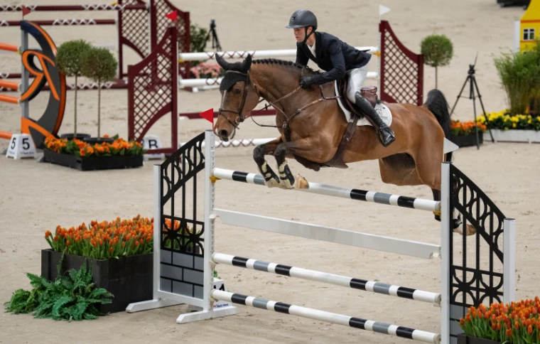 A showjumper over an oxer banked with orange tulips at The Dutch Masters, Indoor Brabant, ’s-Hertogenbosch, an engagement in the season calendar of The Mansa Court