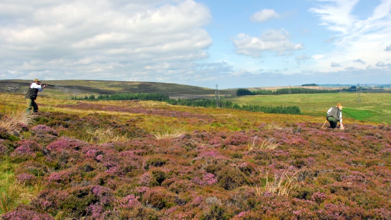 A man in a shooting vest fires a shotgun across a moor of flowering purple heather while a second figure crouches nearby (2010).