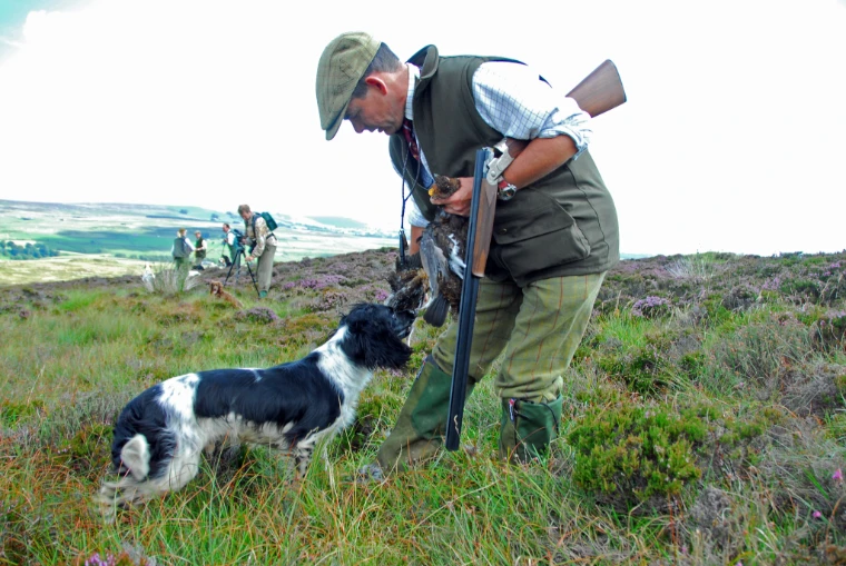 A man with a shotgun bends to take a retrieved bird from a black-and-white spaniel on the heather (2010).