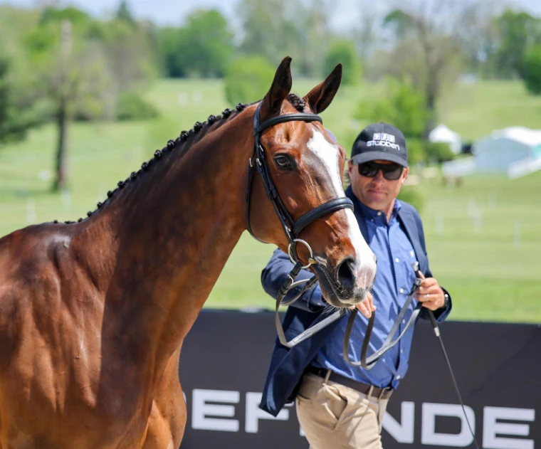 A plaited bay presented in hand at the horse inspection at the Kentucky Three-Day Event, Lexington, a late-April engagement in the season calendar of The Mansa Court