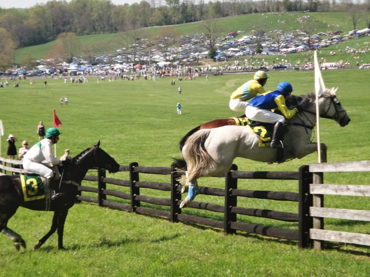 A grey and his rider clearing a post-and-rail timber fence, the hillside crowd and parked cars beyond, at The Maryland Hunt Cup, Glyndon, a late-April engagement in the season calendar of The Mansa Court