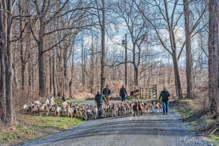 The pack of foxhounds walked out along a country lane by hunt staff on foot, between bare late-autumn trees.