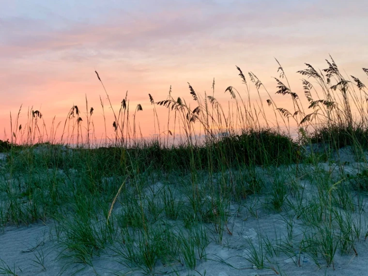 Sea oats on the dunes at first light in Palm Beach, Florida, during The Palm Beach Season, an engagement in the season calendar of The Mansa Court